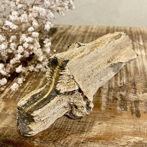 Petrified Wood Chunk 🪵 Unique
